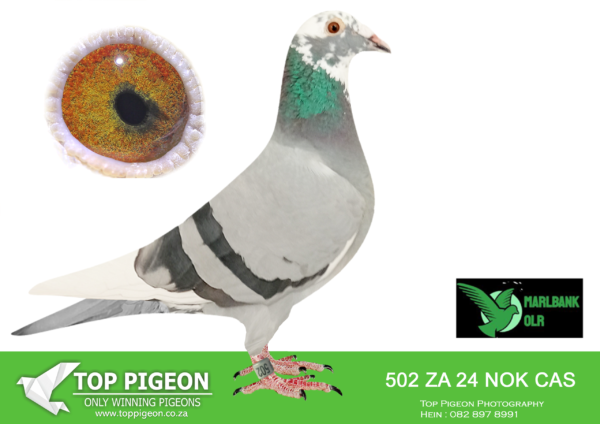 LOT 63 MARLBANK OLR – RORY & GAVIN ROUS-ZA-24-CAS-502 –