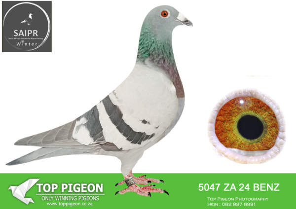 LOT 67 SAIPR AUCTION 2 – Team Wilnic-za benz 24 5047*** –