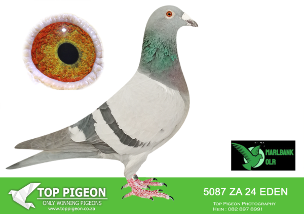 LOT 82 MARLBANK OLR – ONE TIME-ZA-24-EDEN-5087 –