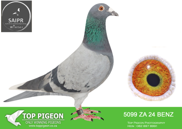 LOT 24 SAIPR AUCTION A – TEAM WILNIC-ZA 24 BENZ 5099 –