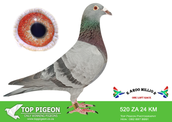LOT 36 KAROO MILLION OLR – PROTEA HOKKE-520 KAROO MILLION 2024 –