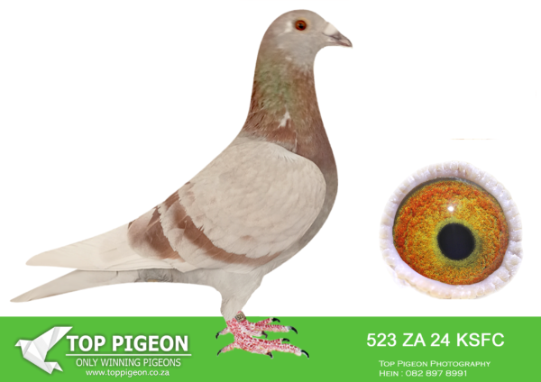 LOT 84 SAIPR AUCTION 2 – Ronnie Huebsch-za ksfc 24 523 · CHALLENGE –