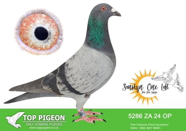 LOT 22 SONSKYN OLR -KILLIAN & VENOTE – ZA 24 OP 5286 –