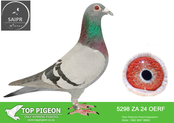 LOT 62 SAIPR AUCTION 2 – Bertus Nel-za oerf 24 5298*** –