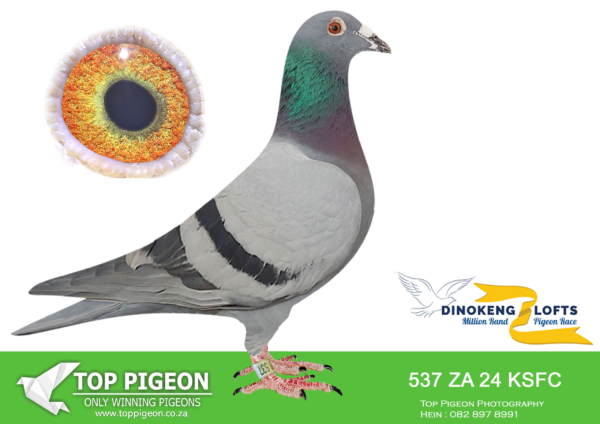 .LOT 9 DINOKENG OLR – ANDRE & JUAN-ZA KSFC 24- 537 COCK-RACE 1 WINNER WINNING R10 000.00 , 7TH RACE 4 WINNING R5000.00——-SIRE: ZA 22 SLIM 6794 .Alias “Packman” He is full brother to the 8th Ace and 2nd place Sapir Hotspot 3 and the 4th finalist at the same venue 2023. The race was 525 km in extreme heat conditions. Full brother to 17th place race (12) from 480 km Afrika Pro 2023. He was also 26th Ace in same venue.———-DAM:ZA 23 GPU 6053.Alias “‘Angela”” She raced very well over all races and was 6th Final at SAPIR Loft winning R60 000 on a very hard race.The Gomez birds are known for their ability to come through on the hard races.Sister to 82nd final in Afrika Pro 2023.SEE PEDIGREE!!!