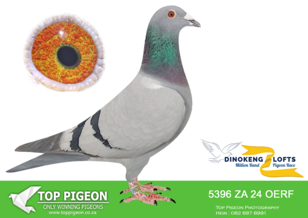 LOT 11 DINOKENG OLR – AJ NEL & LA-ZA OERF 24- 5396  HEN -R4 – 19th R2,500 EQUAL WINNER———–SIRE: 11355 QATAR 2019 .Sire of: ZA 23 101489 – 1 Combine PAlbert 422km 1371mpm 934p, 4 (*1) Combine LGamka 397km 1322mpm 939p. ZA 23 101580 – 6 (*5 ) club 9 (*8) WPU Cradock 484km 1277mpm 312p. ZA 22 ATN 235 – 12 (*7) club 23 (*18) Combine 336km 1772mpm.———-DAM:108315 2018 ZA Daughter of super breeder 29096, mother of 2 combine winners and 4 union winners. 108315 is dam of ZA 18 180264 – 2nd (*1st) 240km, 2nd 326km, etc..SEE PEDIGREE!!!