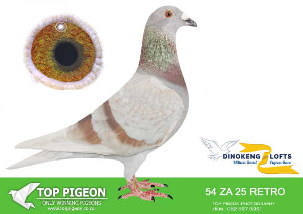 LOT 15 DINOKENG OLR – WILLSON/BENEKE/TOP PIGEON-ZA RETRO 25- 54 COCK ——R2 – 6th R2,500 EQUAL WINNER /R4 – 4th R12,500 EQUAL WINNER  /R6 – 5th R60,000/ACE 5th R30,000–BIG MONEY RACE 6TH WINNING R10 000.00—SIRE:213 ZA TROS 20. TOM LOCK ROSE/CLAUSING . SIRE IS  2 x winner – Sire to 2 x winner Edenburg JO – 1st club – 12 WRRPA Garpiepdam JO 1st club -4th WRRPA Stydenburg ope 2nd Club – 3rd WRRPA Bloemfontein JO 4th Club – 33rd WRRPA Richmond Open 4th Club – 4th WRRPA.———–DAM:1617 ZA WRPD 18 Money Maker BB Derby Winner Breederstake Winner Dam to Gauteng West Combine Winner Full Sister to BB H ZA WDKD 20 138 – Union and Gauteng West Combine winner. Should be Sanpo Overall best bird 2021. .SEE PEDIGREE!!!