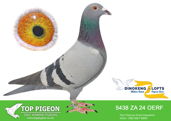 LOT 23 DINOKENG OLR – DIE STORMERS-ZA OERF 24- 5438 HEN -R4 – 9th R5,000 EQUAL WINNER——-SIRE:8728 ZA 2022 VPU.Alias “CHEEKY II” Inbred gson of super breeder CHEEKY (son 810 x 8855) and sire of ZA 12 GPU 12653 “GUNNER”, winner 1st main race Klapmuts Western Cape Lofts.———-DAM: 101271 ZA 2023 .Dam of: ZA 23 101690 – 2 (*1) Touwsriver 580km 1360mpm, 13 (*11) Touwsriver 580km 1289mpm. ZA 23 101597 – 3 Middelburg 425km 1336mpm, 12 Three Susters 503km 1178mpm. SEE PEDIGREE!!!