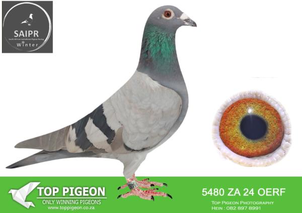LOT 11 SAIPR AUCTION A – Bertus Nel 2-ZA OERF 5480 2024 · CHALLENGE -SIRE: 142 ZA 2021 CBX.Sire of excellent racers ZA 23 101438 – 10 (*1) Combine LGamka 397km 1322mpm 934p, ZA 23 101498 & ZA 23 101499 (hurt in trailer accident). ———-DAM:5150 ZA 2024 OERF. SIRE IS Sire of: ZA 21 CAS 829 ELECTRA – 1st Ace Grand Ave Dinokeng Lofts ’21 (clocked 11 times within 41 seconds of winner). TRPF 20 7723 – 1st club 3 TRPF 388km 1224mpm, 12th club 18th TRPF 262km 1536mpm, etc. 1st ace pigeon TRPF after 7 races. ZA 23 101273 – 2 club 8 GPU 429km 992p 65 Combine 4000p, 3 club 8 GPU 953p 23 Combine 4000p 485km.ZA 18 108145 – 2nd Cross Roads 131km 2084p Vic Falls Int Pigeon race ’19 (first 2 pigeons 5 min lead) . SEE PEDIGREE!!!