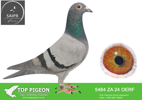 LOT 52 SAIPR AUCTION B -Bertus Nel 2-ZA OERF 5484 2024*** –