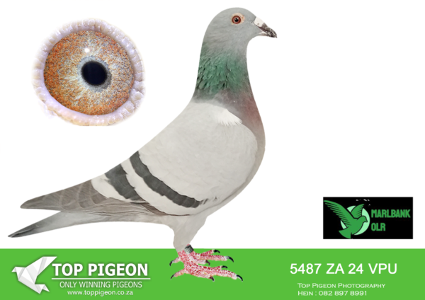 Z..LOT 106 MARLBANK  OLR – JACQUES & CHRIS T2-ZA-24-VPU-5487 –