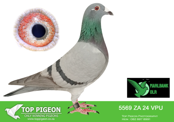 LOT 93 MARLBANK  OLR – DR PIET VAN ZYL T1-ZA-24-VPU-5569 –