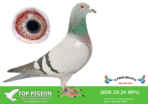 LOT 70 KAROO MILLION OLR – MARNES NEL-5606 WPU 2024 –