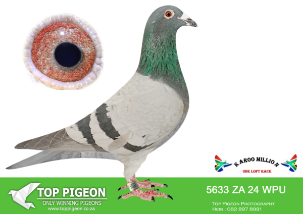 LOT 80 KAROO MILLION OLR – MARNES NEL-5633 WPU 2024 –
