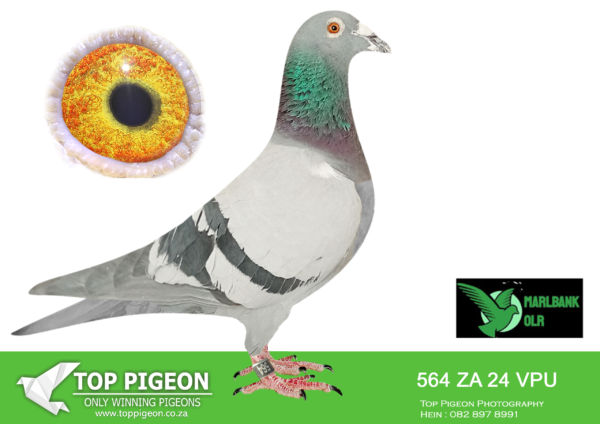 LOT 64 MARLBANK OLR – JAN VAN JAARSVELD-ZA-24-VPU-564 –