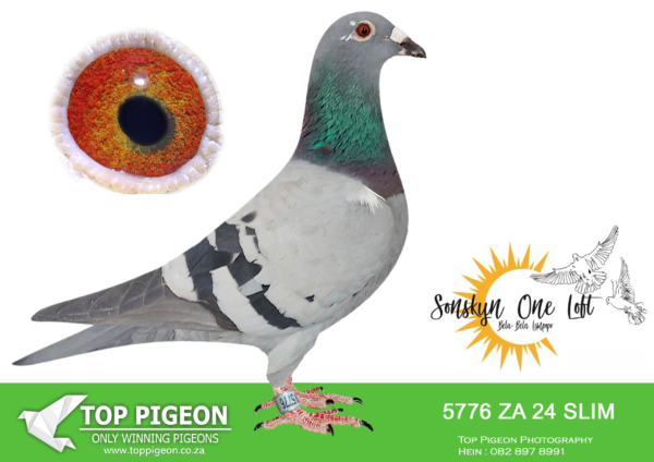 LOT 27 SONSKYN OLR -ROB & PIM VAN VEEN – ZA 24 SLIM 5776 -SIRE:NL 17 1642517. GRANDCHILD SUPER SON BOURGES.——-DAM:SLIM 23 2068. KANIBAAL.SEE PEDIGREE!!!