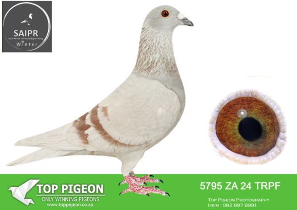LOT 94 SAIPR AUCTION 2 – Tnt elite centre 1-ZA TRPF 24 5795 -Incredible International Pedigree related to our “Best Blizzard King Kittel” Cock.————SIRE:BE 23 3019528 Strain: Luc & Hilde Sioen Color: B/Bar.———–DAM:NL 24 8507011 Strain: TNT Elite Color: Mealy.Beatiful Inbred Blizzard King Kittel hen. H/Sister to “Best Blizzard King Kittel”.SEE PEDIGREE!!