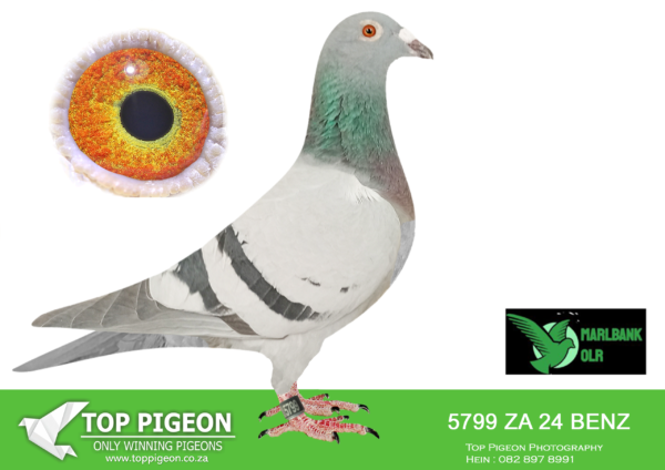 LOT 21 MARLBANK OLR – LIGHTHELM & DE KOK-ZA-24-BENZ-5799 –
