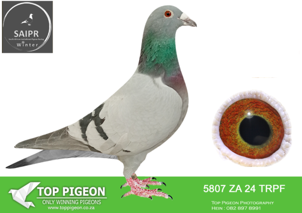 z..LOT 120 SAIPR AUCTION 2 -Tnt elite centre 1-za trpf 24 5807*** -Top International Pedigree 995 is the Father of 1 Nat. and Gr. Father to 2 and 5 National.Frederik Everaert Won 1 Nat. Bergerac against 3157p and placed 3rd National Champion KBDB Extreme Long Distance.—————-SIRE:BE 23 3019527 Strain: Frederik Everaert Color: B/Bar.———–DAM:BE 23 3102642 Strain: Luc & Hilde Sioen Color: B/Bar The absolute best of Luc & Hilde Sioen.SEE PEDIGREE!!!