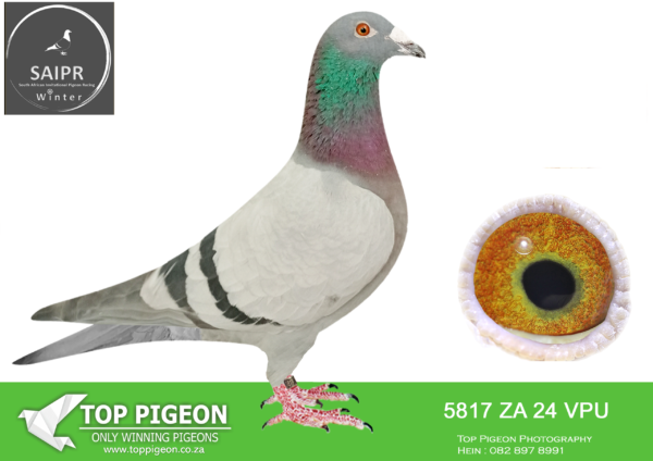 LOT 17 SAIPR AUCTION 2 – Double J Racers-ZA VPU 5817 2024*** -SIRE:ZA 17 35747.HUYSER/CARELSON.——-DAM: ZA 21 19886 BB H – 9th Hotspot 2 , 5 GRAND AVERAGE WINNER!!!!!!!!!!!!!! This bird is bred from two direct import of Geerinckx B & L.SEE PEDIGREE!!!