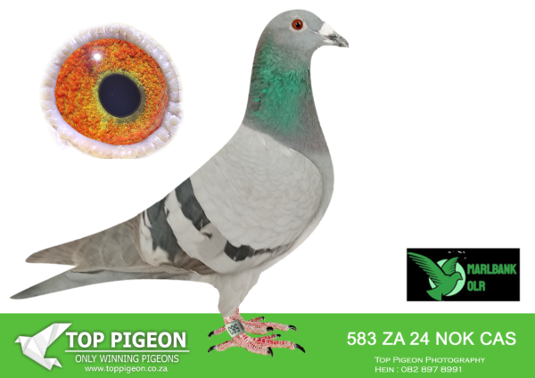Z..LOT 145 MARLBANK  OLR – GAVIN ROUS-ZA-24-CAS-583 –