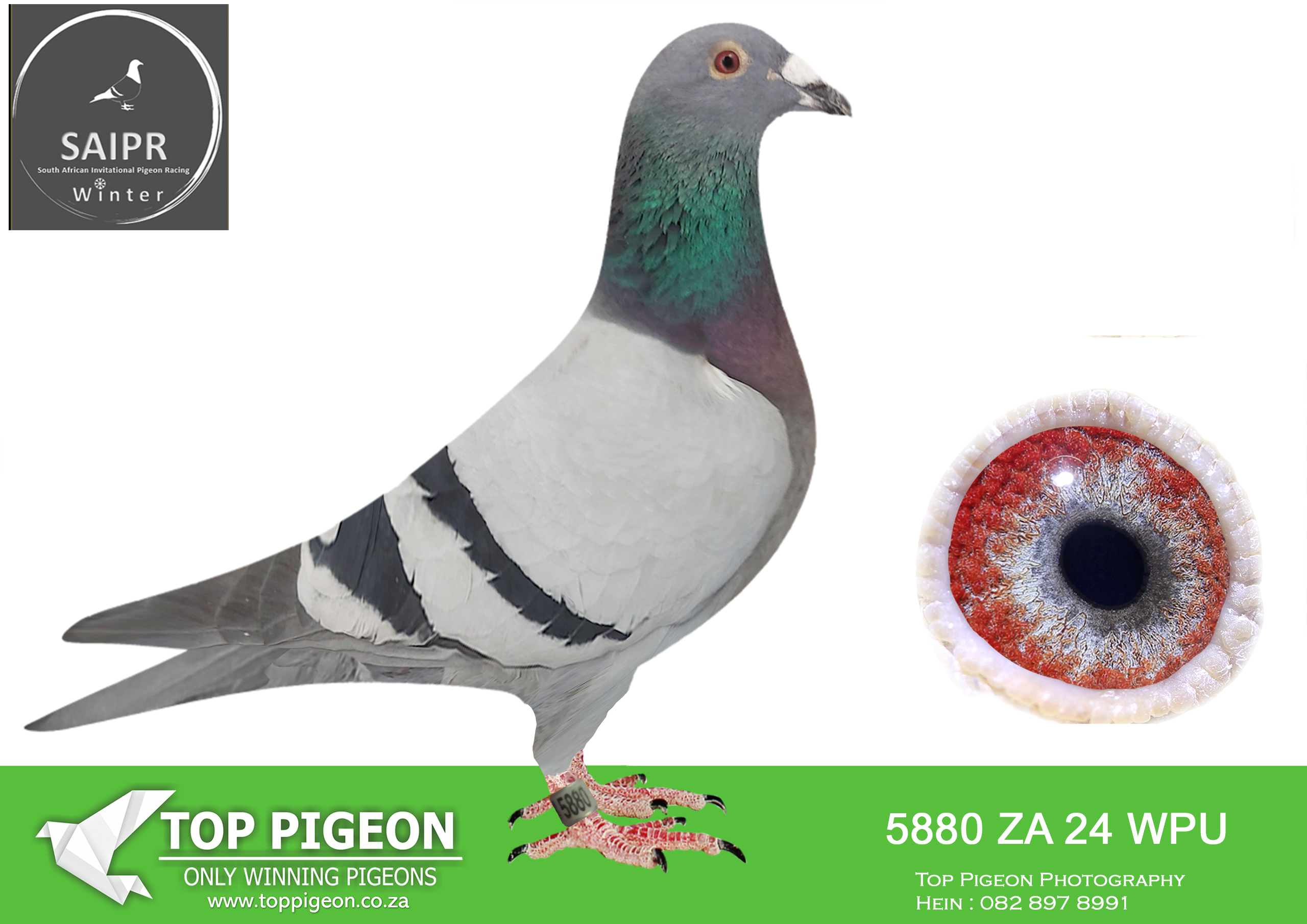 LOT 30 SAIPR AUCTION B -Marnes Nel-za wpu 24 5880 · CHALLENGE -The father of this pigeon was 8th in the final of Carnival winter race 2023. The mother is a full sister of the super ace winner Victoria falls 2022, Victory Love (Love 3). 1st super ace and 4th grand averages out of more than 9000 pigeons that were entered in that season.SEE PEDIGREE!!!
