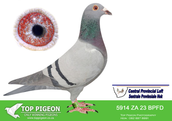 LOT 72 CENTRAL LOFTS – HATTINGH, COENIE-BPFD 5914 2023 –