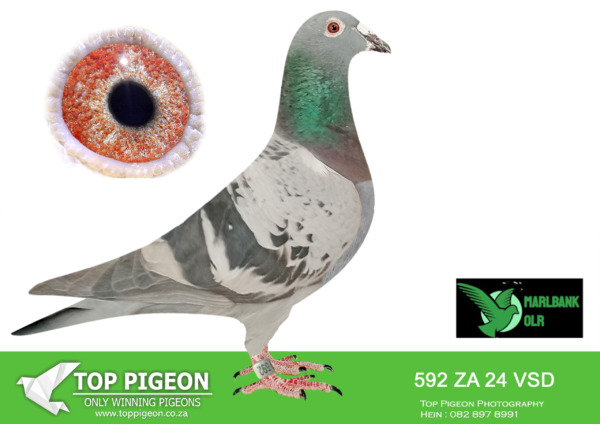 LOT 78 MARLBANK OLR – LEOHAN HOKKE T2-ZA-24-VSD-592 –