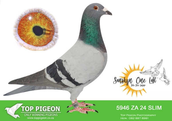 LOT 24 SONSKYN OLR -ROB & PIM VAN VEEN -ZA 24 SLIM 5946 -SIRE:DV 54 17 2162. FULL BROTHER TO SUPER RACER.———–DAM:SU 12 L 14351.PURE GABY VANDENABEELE.SEE PEDIGREE!!!