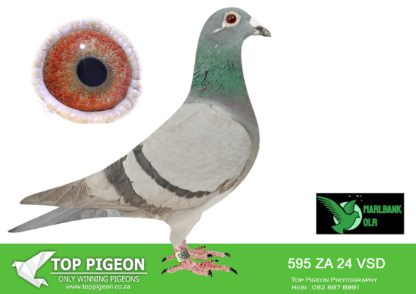 Z..LOT 149 MARLBANK  OLR – LEOHAN HOKKE T2-ZA-24-VSD-595 –