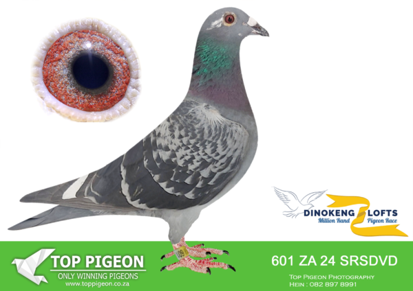 LOT 29 DINOKENG OLR – GRUNDELING LOFTS-ZA SRSPV/D 24- 601 HEN -SIRE:ZA 18 SRSP 1913. SIERENS/OSCAR.———–DAM:ZA 16 1516 SRSP. GRUNDELING.SEE PEDIGREE!!!