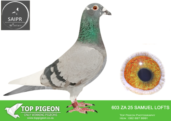 LOT 21 SAIPR AUCTION 2 – Samuel lofts-za samuel lofts 24 603*** –