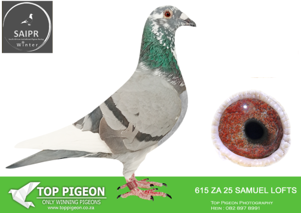 LOT 93 SAIPR AUCTION 2 – Samuel lofts 2-za samuels loft 24 615*** -SIRE:2577 ZA 21 TRPF.Strain: Samuel Lofts Color: Blue Bar 7th CLUB, COLESBERG 582KM 9TH CLUB SPRINGFOTEIN 556KM 27TH CLUB, RICHMOND 705KM DIRECT BROYTHER TO ZA21 GPU 12261 (BEST QUEENS) 1ST CLUB , 1ST DIVISION,1ST FED COLSEBERG 551KM.————DAM: 8492 ZA 21 GPU . FULLSISTER TO Alias “QUEEN OF GOLD” Strain: GOLD MEDAL LINE Color: Blue Bar DAM TO CLUB FED,UNION ,AND PTA COMBINE WINNERS 1ST ACE NATIONAL SANPO GOLD SHORT DISTANCE 2015 3RD PLACE AGAINST 5906 PIGEons 6tTH PLACE AGAISNT 6266 PIGEONS .SEE PEDIGREE!!!