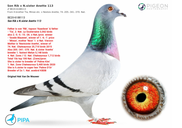 LOT 14 HARRY WILLSON –BE 20 6188113 ——-DIRECT IMPORT FROM GASTON VD WOUWER (PIPA)—–SIRE is direct son of ‘Rik’, one of the best breeders ever from ‘Kaasboer’ Mother is ‘Nestsister Anette’, National top racing hen.————DAM IS ‘NEST SISTER ANETTE’, TOPRACER FROM ‘NICO’ X ‘ANNEKE’ Winner of 74. Nat. Chateauroux – 25,710 birds 2015,  77. prov. Chateauroux – 2,644 birds 2016 , 205. Nat. La Souterraine – 7,631 birds 2016 , 341. Nat. Tours – 24,097 birds 2014 , 370. Nat. La Souterraine – 18,588 birds 2014.SEE PEDIGREE!!!
