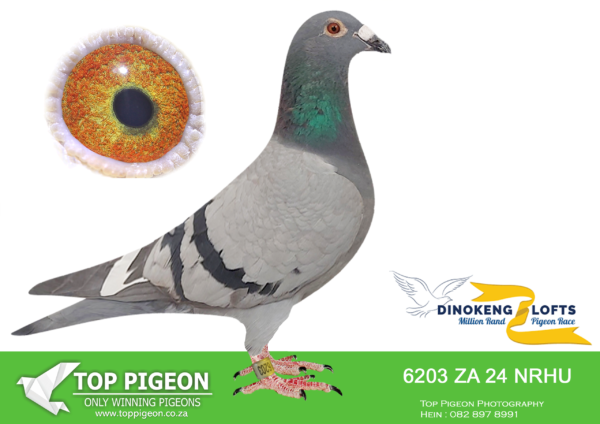 LOT 32 DINOKENG OLR – GARY SALES-ZA NRHU 24- 6203 HEN – BARZALONA  4th R25,000 ——-SIRE:ZA 20 299994.He is the 2021 SWPC Combine Middle Distance Ace Pigeon. “299994” is sired by a “SP-12-3120” known as “Gift From God” who has sired an SWPC Ace Pigeon, a 2x Combine Winner and plenty to score! The Dam of “299994” is “NRHU-14- 0018” known as the “4 Aces Hen”, a daughter of “Mr Laing” of Quinton De Jager and “1701” champion Koopman hen Dicky Pretorious .————DAM:SP 2020 5955.This Grizzle hen is a WCPTA truck winner from Hanover in 2022. Her sire is “SP- 18-4781” a son to Danny Boy and “0010”. “0010” is a product of the highly successful “1100” Wegge lines. The Dam to “5955” is “SP 17 0373” a grizzle hen who in a short time at stock is producing superbly, having bred a WCPTA Truck winner and a number of other top scorers. She is a granddaughter of the Super Racer and Super producing “Maximus” a WCPTA truck winner and son of the ‘Golden Couple’, “Mr Laing” & “Cleopatra”.SEE PEDIGREE!!!