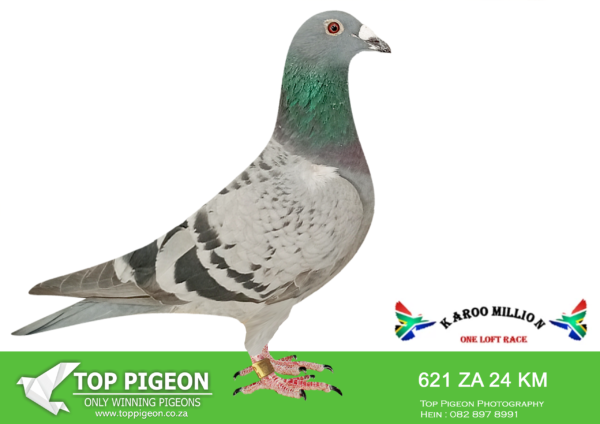 LOT 39 KAROO MILLION OLR – DARIN & DYLON-621 KAROO MILLION 2024 –