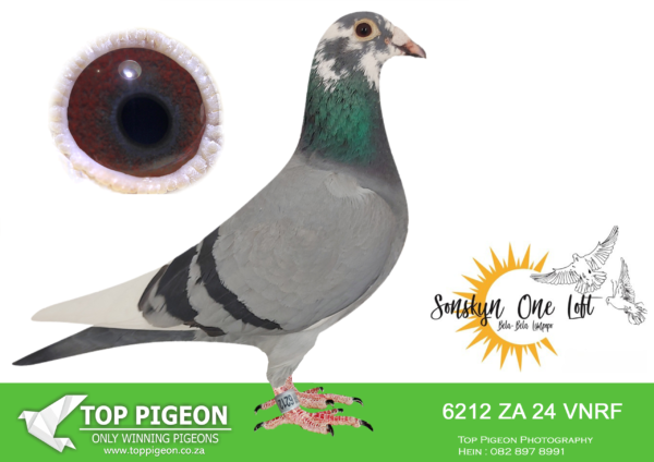 LOT 21 SONSKYN OLR -BEN PIENAAR – ZA 24 VNRF 6212 –