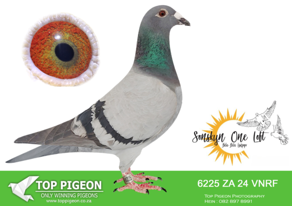 LOT 15 SONSKYN OLR -BEN PIENAAR – ZA 24 VNRF 6225 -8TH FINAL , 4TH ACE BIRD——-SIRE:ZA 22 VNRF 4103. MIKE COETZEE GENETICS.———DAM:DV 9876 1543 18. TINUS / MIKE ERASMUS. MOTHER TO BEST YB 2022 MIDDLE AND LONG DISTANCE.SEE PEDIGREE!!!