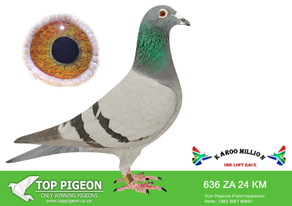 LOT 90 KAROO MILLION OLR – THEUNS & GYS LOUW-636 KAROO MILLION 2024 –