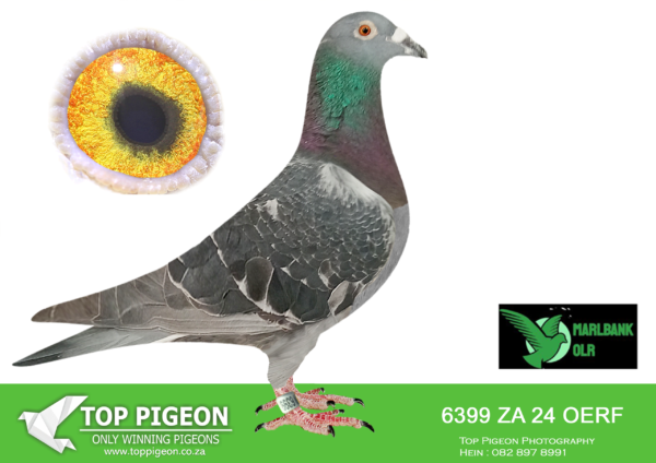 LOT 52 MARLBANK OLR – JANSEN VAN VUUREN T2-ZA-24-OERF-6399 –