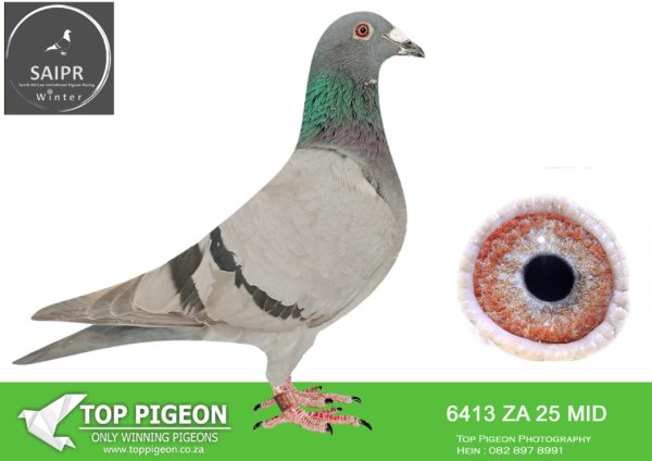 z..LOT 110 SAIPR AUCTION 2 -Qui & Sparks-ZA MID 6413 2025*** – 3RD HOTSPOT ACE PIGEON———SIRE:03157 BBAR COCK.———DAM:1351 BC HEN.SEE PEDIGREE!!!