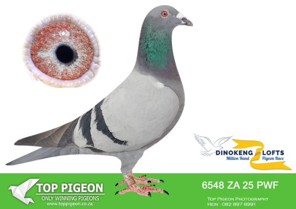 LOT 41 DINOKENG OLR – KOBUS & MARIETJIE-ZA PWF 25- 6548 COCK -R1-20th R2,500 EQUAL WINNER———SIRE:1001 AFRING 20 AFRING LUCKY 848.————DAM:13100 ODRA 23 SUPA. KITTEL.SEE PEDIGREE!!