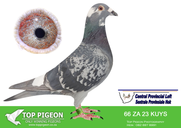 LOT 44 CENTRAL LOFTS – PIGEON POWERS LOFT-KUYS 66 2023 –