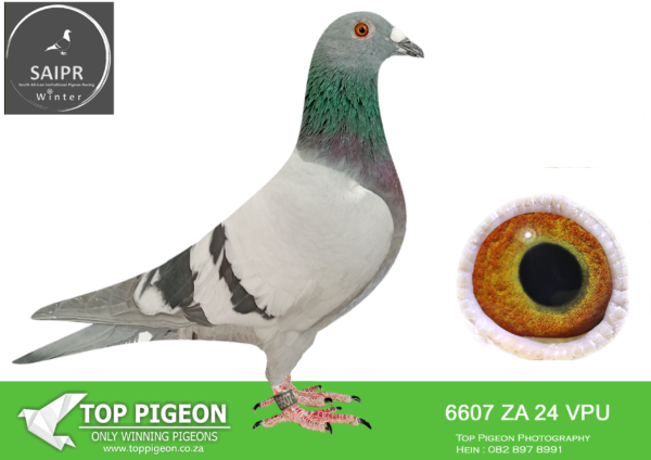 LOT 47 SAIPR AUCTION 2 – OOA & RVV-za vpu 23 6607*** · The tiger –