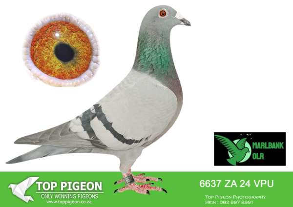 LOT 11 MARLBANK OLR – OOA & RVV-ZA-24-VPU-6637 –