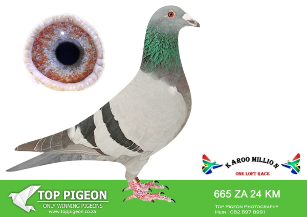 .LOT 1 KAROO MILLION OLR – COMPASS LOFTS-665 KAROO MILLION 2024 -PARENTS SELECTED FOR ME BY STEAR PAINTER. “COMPASS PATCH” ENTERED INTO KAROO MILLION OLR 2025 WITH A GOLD RING. 16TH HS 2 305KM 765P, 1ST HS 3 431KM 765P AND 35TH BARCELONA RACE———-SIRE:ZA 23 KPU 452.FAMOUS INDIGO BAR.BRED FROM A PROVEN PAIR.TWO FULL SIBLINGS ARE ALREADY BREEDERS OF WINNERS FOR DAVID ABBOTT IN DURBAN. FATHER IS “BRUGIL” A MULTIPLE WINNER.———–DAM:219 KPU ZA 21 “BLUE BAYOU”.SUPER CLASS RACER – 3 X WINNER AND 4 X UNION TОР 1%. ABSOLUTE DREAM IN THE LOFT – ALWAYS IN TOР FORM!LINE BRED TO “KONING KAAS”. BRED FROM A FULL BROTHER OF “KONING KAAS”.SEE PEDIGREE!!!