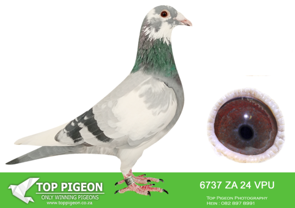 LOT 29 SAIPR AUCTION 2 – Cannistaro 2-ZA VPU 6737 2024 · CHALLENGE –