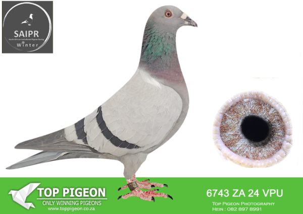 LOT 21 SAIPR AUCTION A – SPARKS & SEEF-ZA VPU 6743 2024 —–SIRE: ZA 17 OOAFRICA 116 “SUPER BLOUE 116/810”. SUPERBREEDER 810. THIS COCK IS A DIRECT SON OF “SUPERBREEDER 810 ” MATED TO ONE OF HIS CLICK HENS “NEW JOICE”.———DAM: ZA 20 VPU 4561. THIS HEN IS BRED OUT OF OOA LATEST BEST BREDDING PAIRS AND SHE IS ALSO A GRAND DAUGHTER OF PROVEN DREAM 404.SEE PEDIGREE!!!!!!!!!!!!