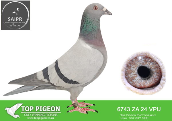 LOT 21 SAIPR AUCTION A – SPARKS & SEEF-ZA VPU 6743 2024 —–SIRE: ZA 17 OOAFRICA 116 “SUPER BLOUE 116/810”. SUPERBREEDER 810. THIS COCK IS A DIRECT SON OF “SUPERBREEDER 810 ” MATED TO ONE OF HIS CLICK HENS “NEW JOICE”.———DAM: ZA 20 VPU 4561. THIS HEN IS BRED OUT OF OOA LATEST BEST BREDDING PAIRS AND SHE IS ALSO A GRAND DAUGHTER OF PROVEN DREAM 404.SEE PEDIGREE!!!!!!!!!!!!