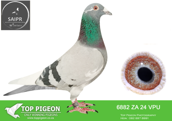 LOT 19 SAIPR AUCTION 2 – SPARKS & Seef-za vpu 24 6882*** · Magic Lady -SIRE: ZA GPU 11077/14 -BUFFALO 5-1st Ace Pigeon Speed – 2nd Ace Pigeon Points Winners Flight Lofts 2015 His dam is ZA GPU 11482115 -5th Ace Pigeon Carnival Winter race 2016. ACE PIGEONS BREEDS ACE PIGEONS.———–DAM:ZA 14 GPU 06191. THIS IS A DIRECT DAUGHTER TO “GOLDEN CARELLY” AND “MOTHER OF THE LOFT”.SEE PEDIGREE!!!